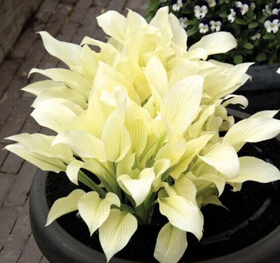 Hosta 'White Feathers'